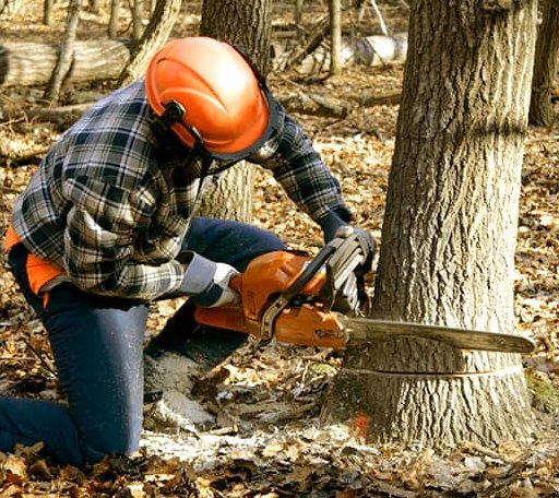 Tree Removal in James City, PA